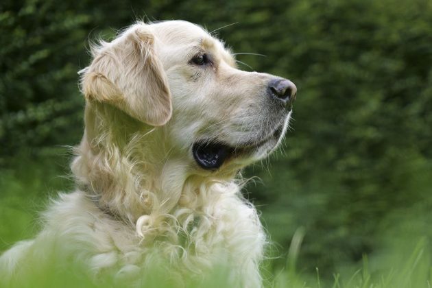 Panasonic Lumix S1 II