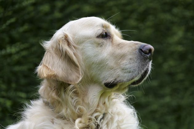 Panasonic Lumix S1 II