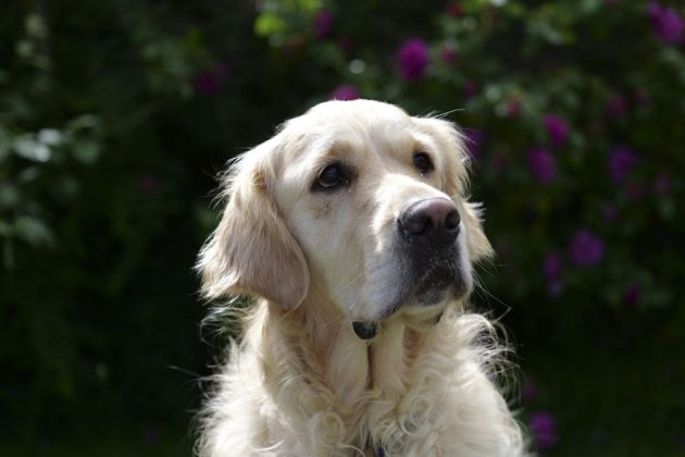 Panasonic Lumix S1 II