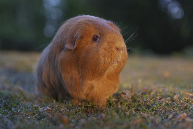 Panasonic Lumix S1 II