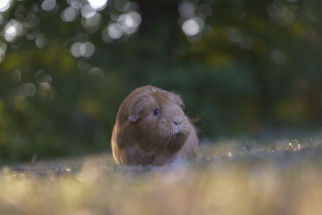 Panasonic Lumix S1 II