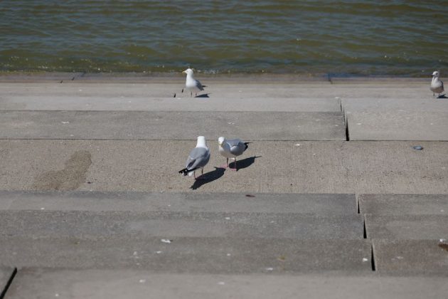 Panasonic Lumix S1 II