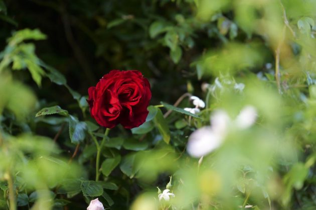 Panasonic Lumix S1 II