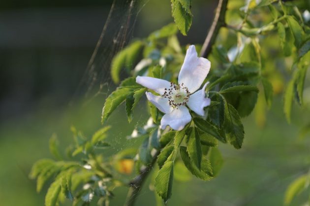 Panasonic Lumix S1 II