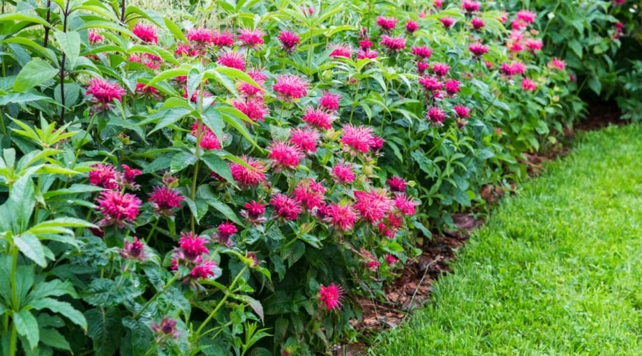 Пчелиный Бальзам