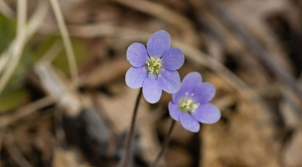 Печёночница благородная