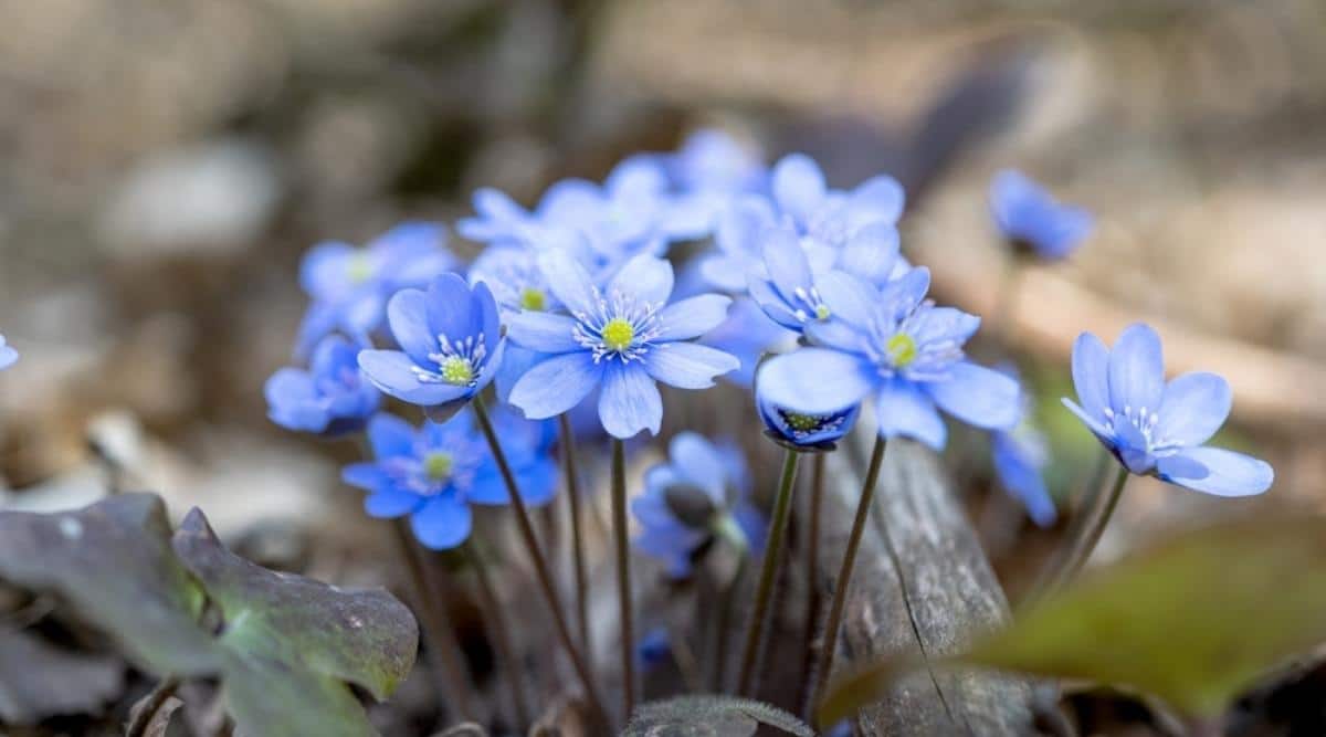 Печёночница