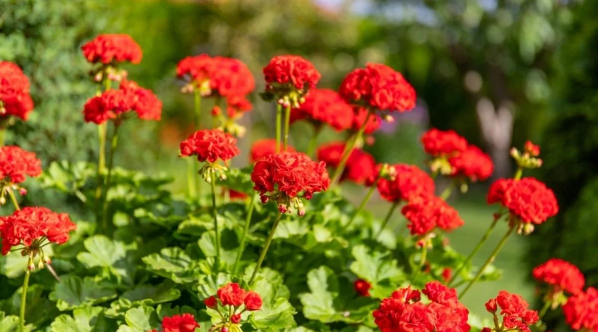 Пеларгония 