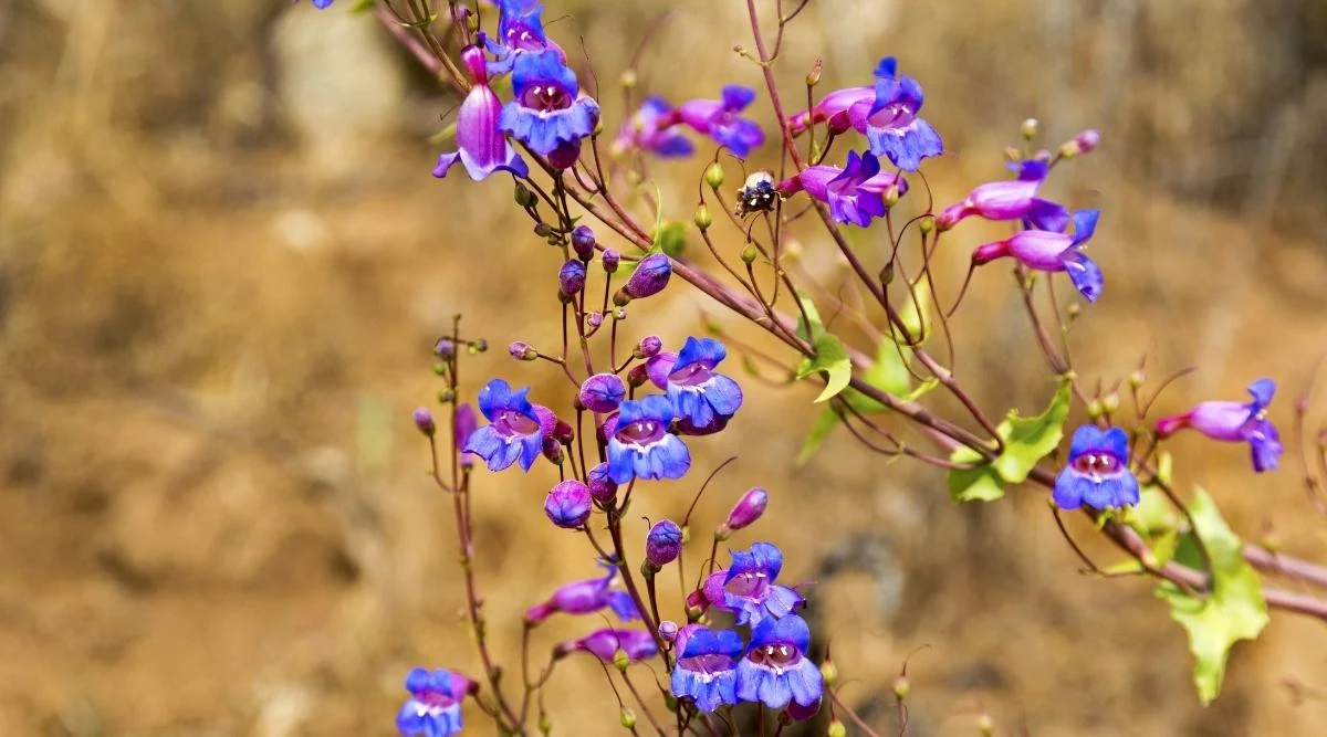 Пенстемон великолепный