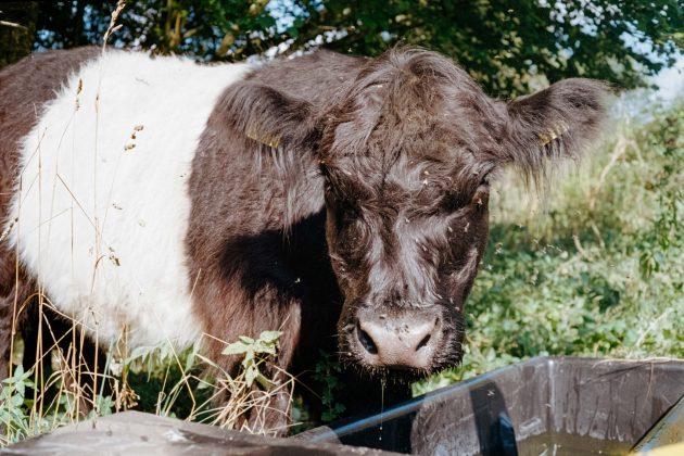 Canon Canonet G-III QL17