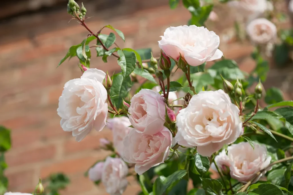 Плетистые розы