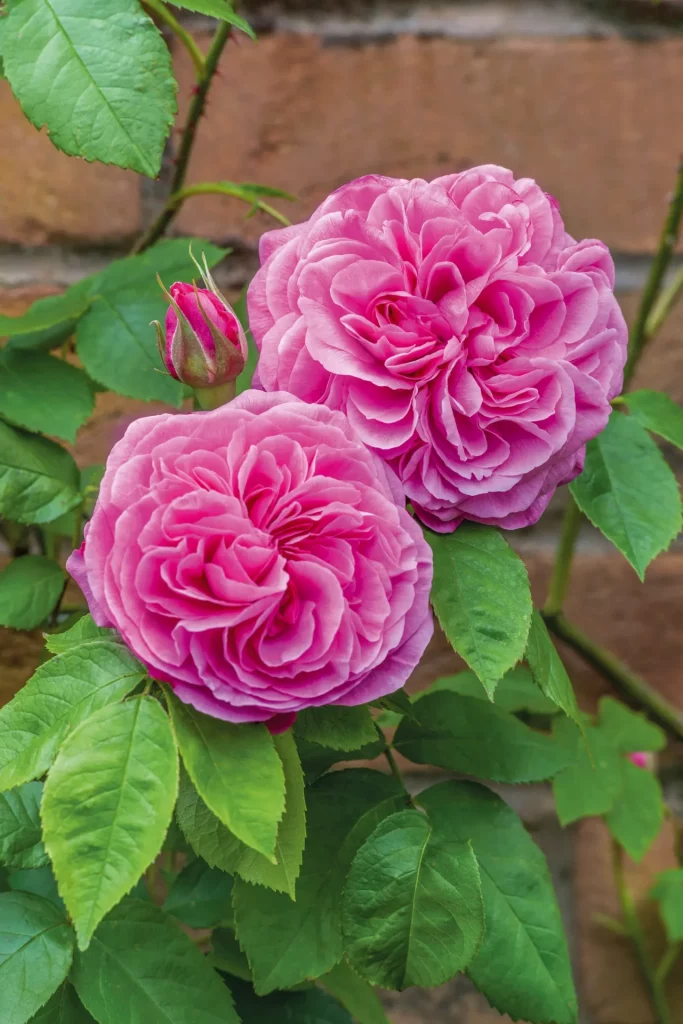 Плетистые розы