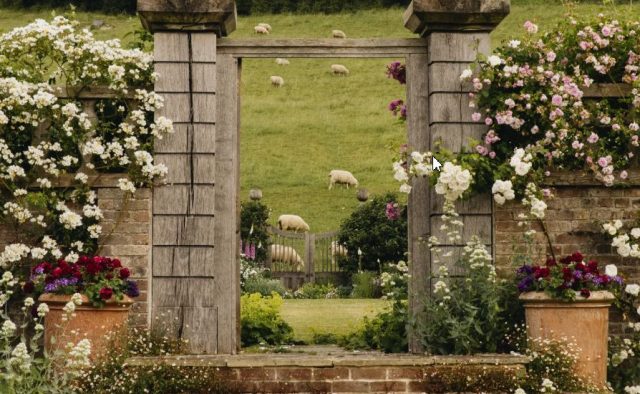 Плетистые розы: всё, что вам нужно знать