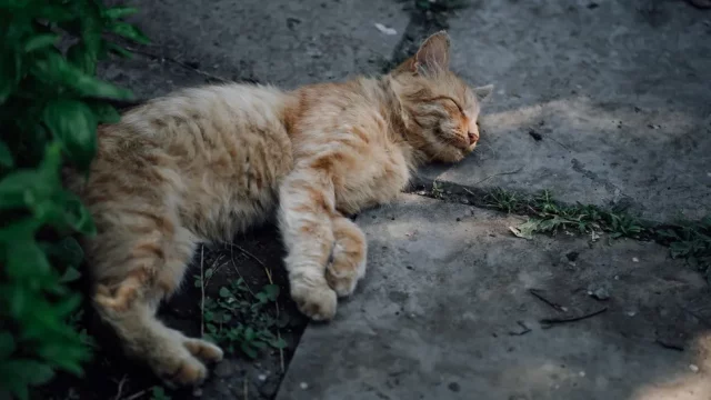 Почему кошкам нравятся бетонные плиты?