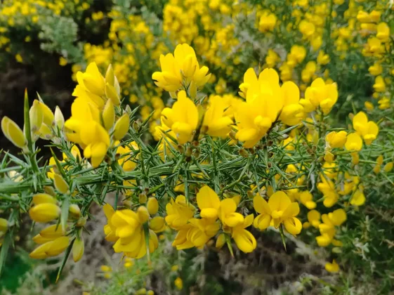 Обзор Poco M7 Pro: падение на финишной прямой фото