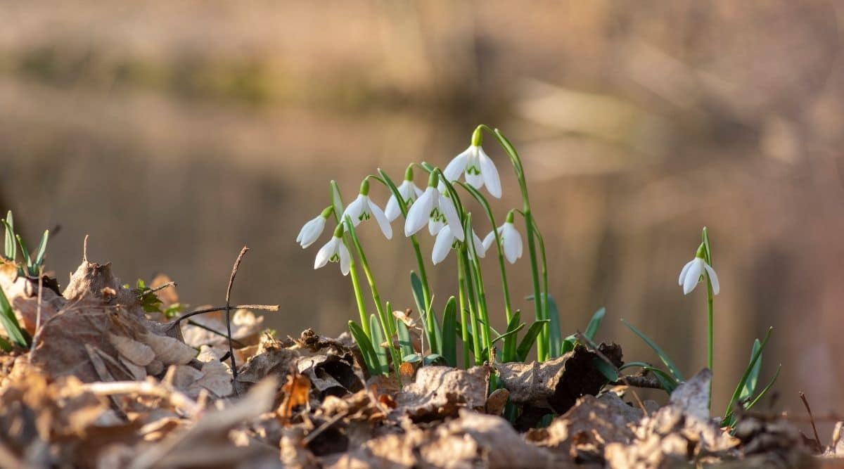 Подснежник