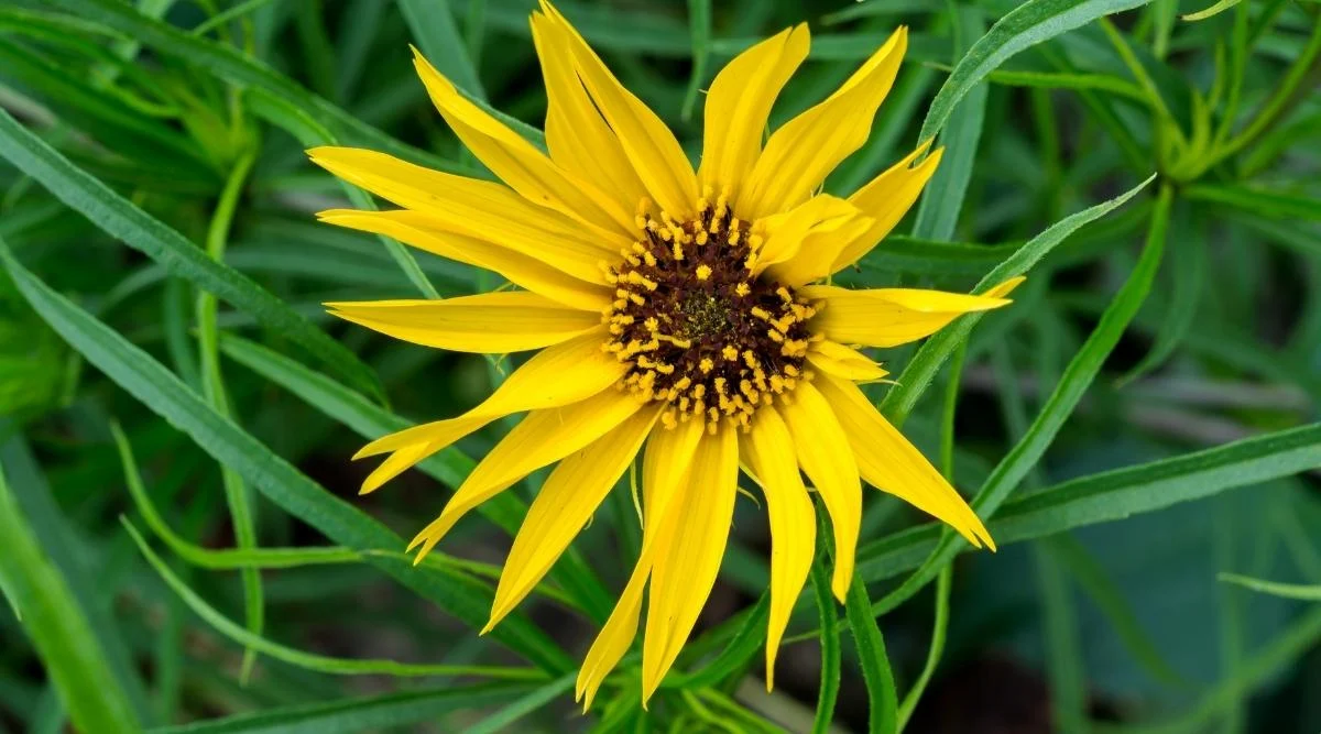 Подсолнечник максимилиан