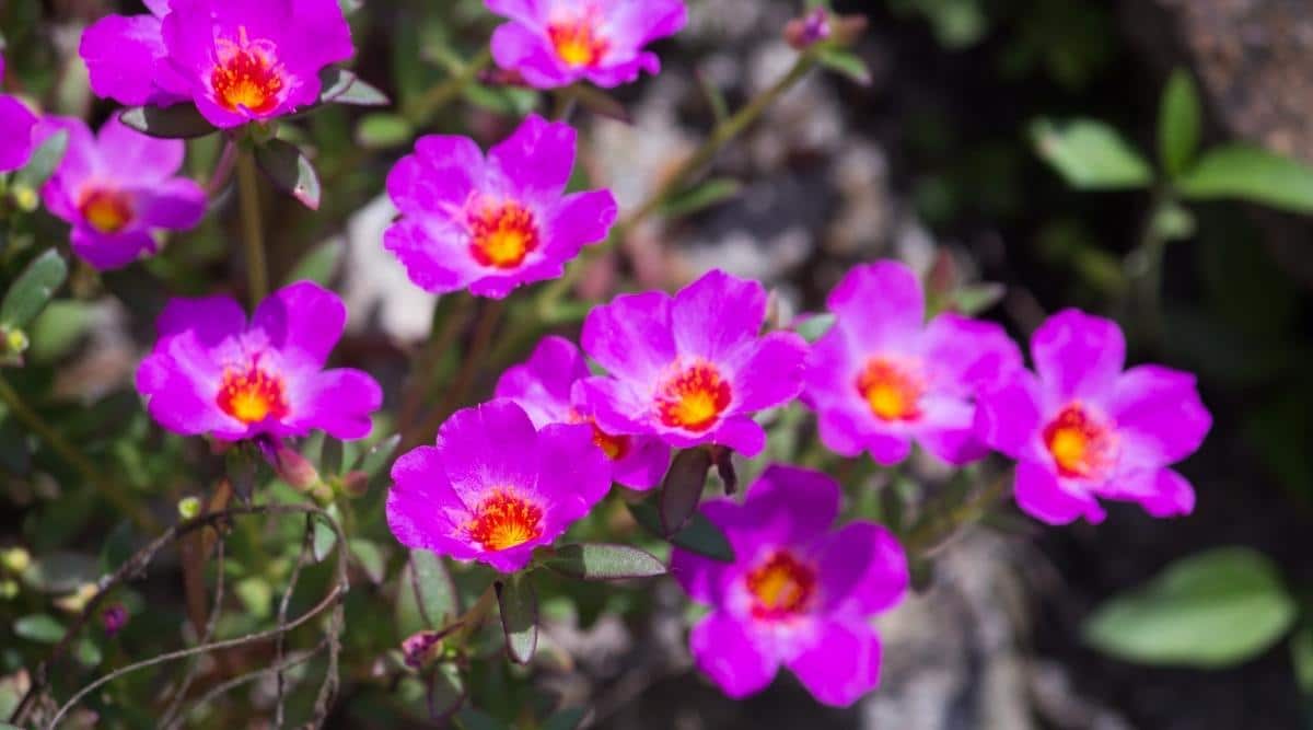 Портулака грандифлора