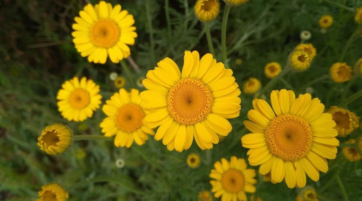 Пупавка красильная