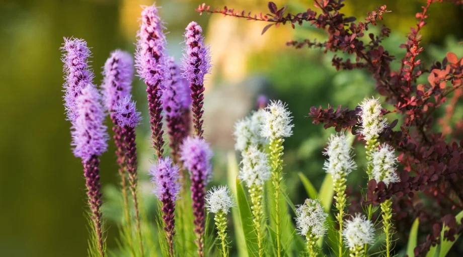 Пылающая Звезда