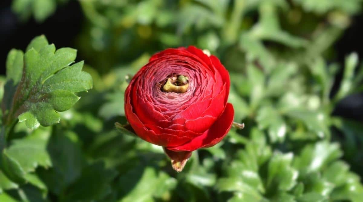 Ранункулюс лютик красный