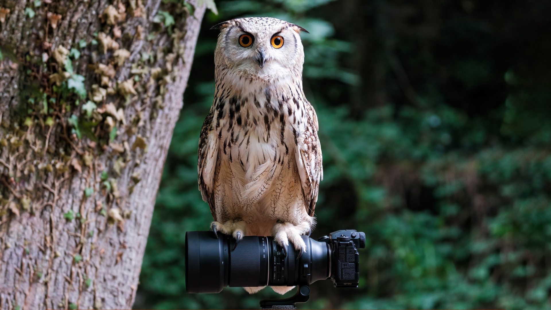 Kodak возглавляет чарты компактных камер, Canon лидирует в продажах зеркальных фотокамер, а Sony доминирует на рынке беззеркальных камер в Японии в первой половине 2025 года