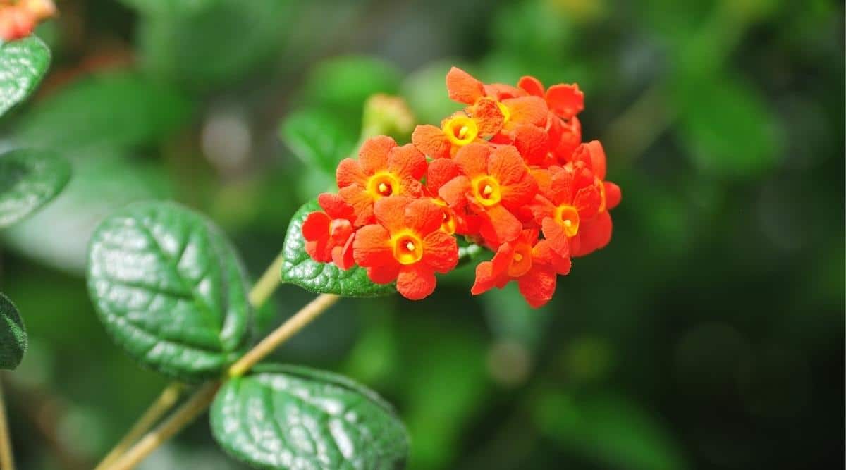 Рондолетия одората