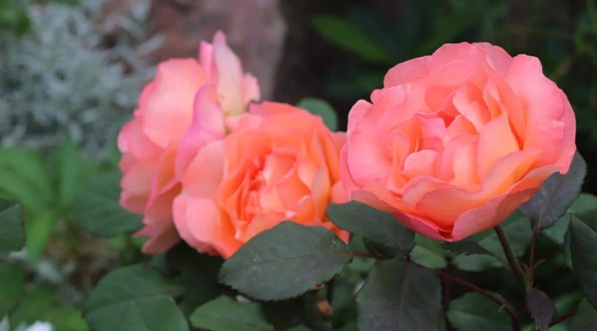 Роза флорибунда