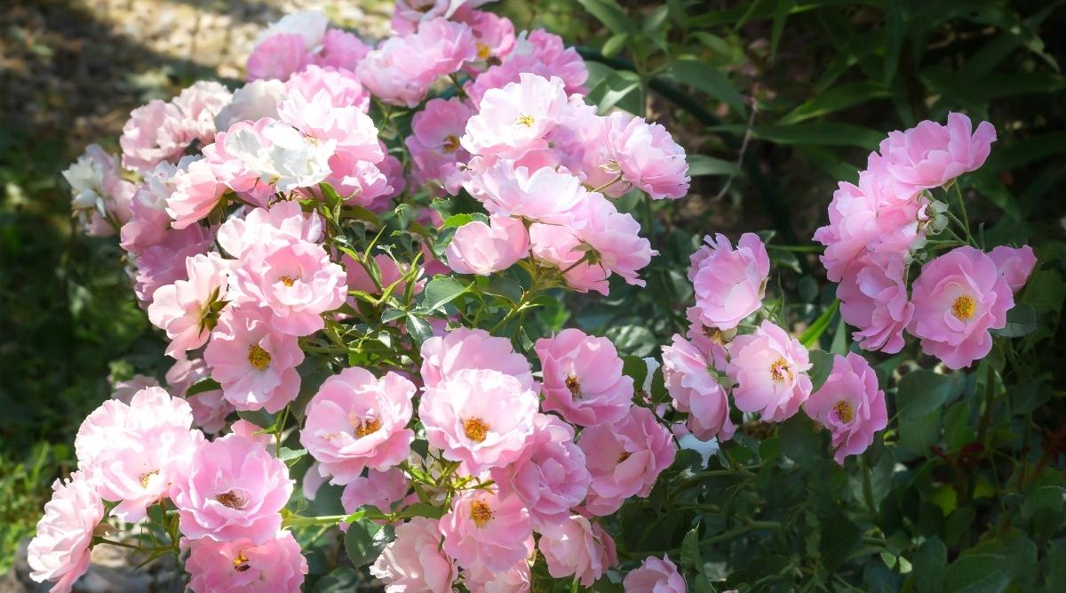 Роза почвопокровная зоммервинд