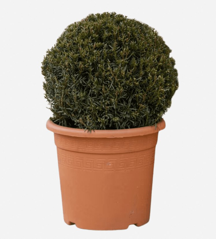 садоводство для начинающих