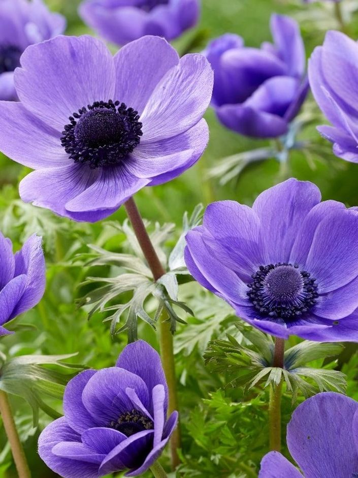 садоводство для начинающих