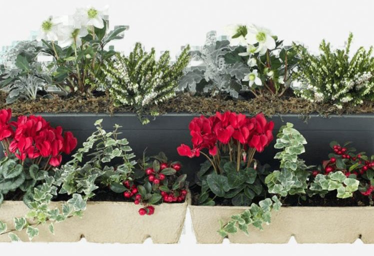 садоводство для начинающих