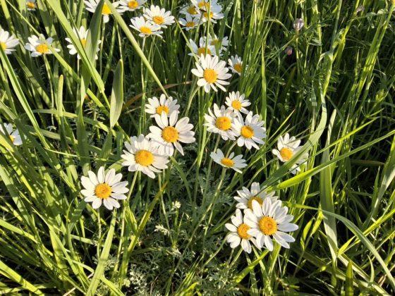 Samsung Galaxy Tab S10 FE Plus