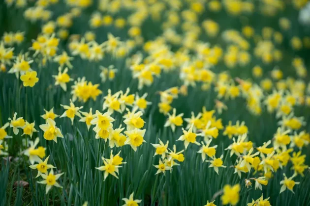 Samyang AF 135 мм F1.8 FE