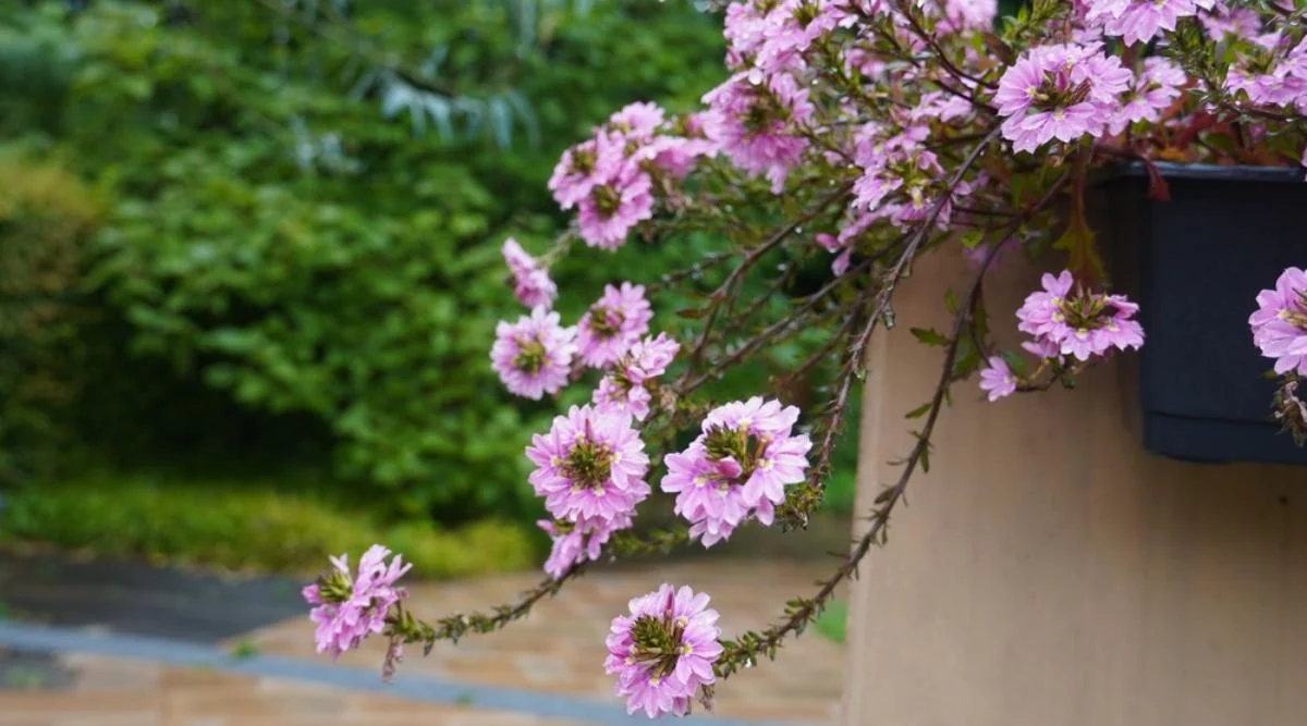 Сцевола ампельная