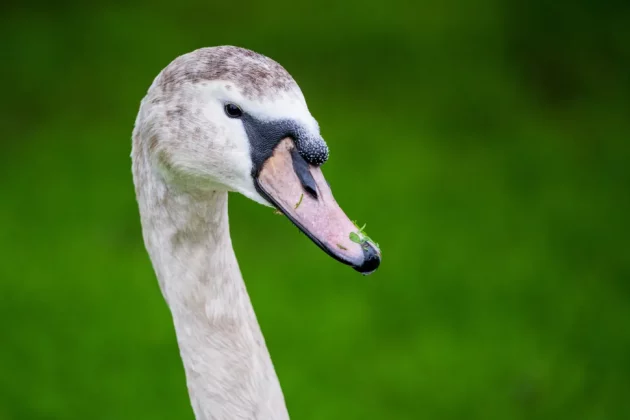 Sigma 500mm F5.6 DG DN OS Sports