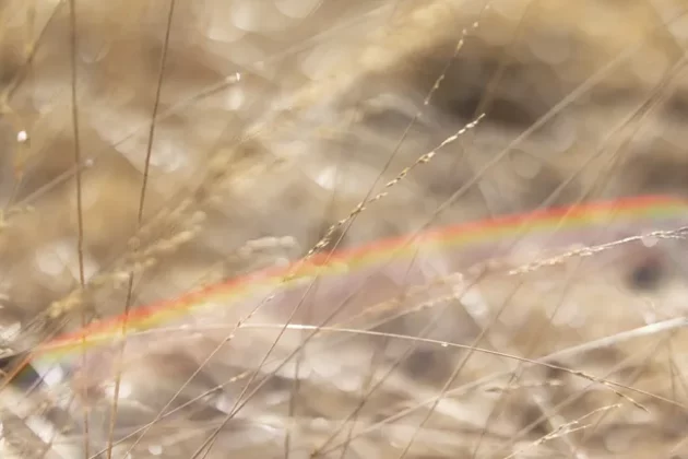 Обзор Sigma 56mm F1.4 DC DN Contemporary: лучший портретный объектив фото