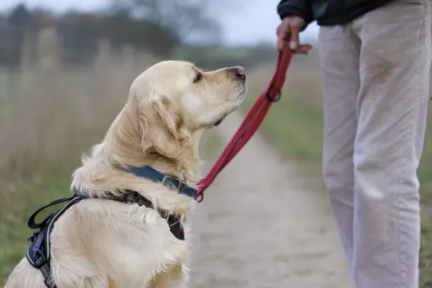 Обзор Sigma 56mm F1.4 DC DN Contemporary: лучший портретный объектив фото