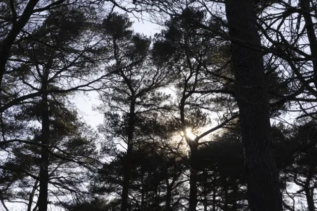 Обзор Sigma 56mm F1.4 DC DN Contemporary: лучший портретный объектив фото