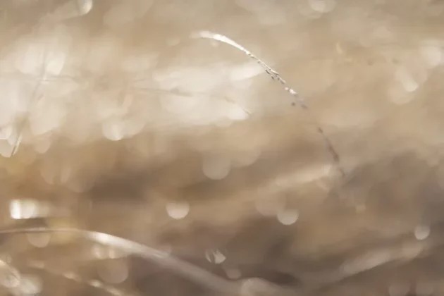 Обзор Sigma 56mm F1.4 DC DN Contemporary: лучший портретный объектив фото