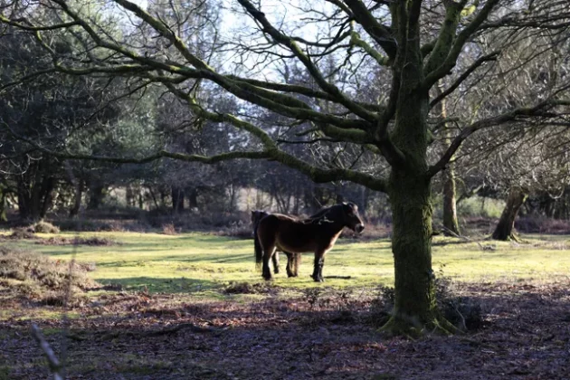 Обзор Sigma 56mm F1.4 DC DN Contemporary: лучший портретный объектив фото