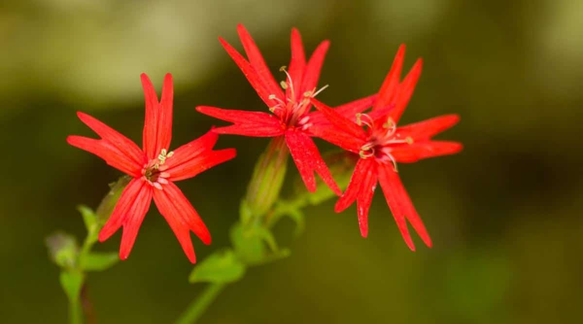 Силена виргинская