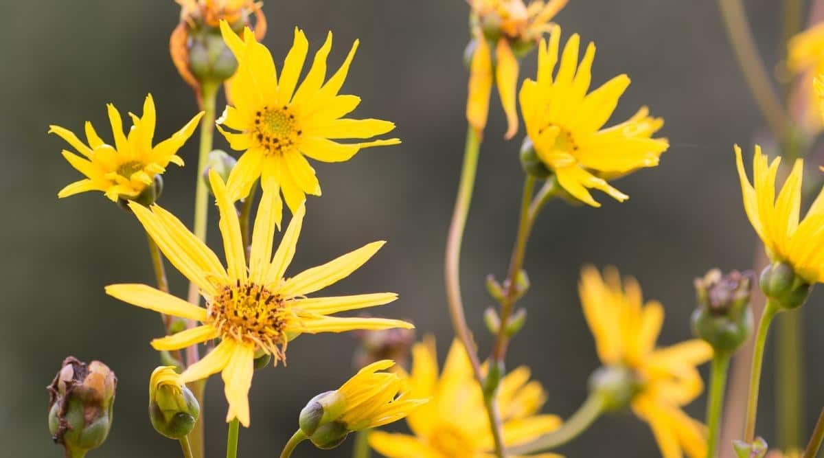 Сильфия цельнолистная