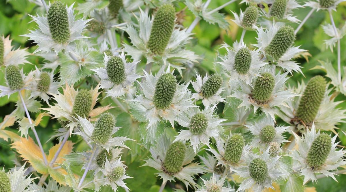 Синеголовник