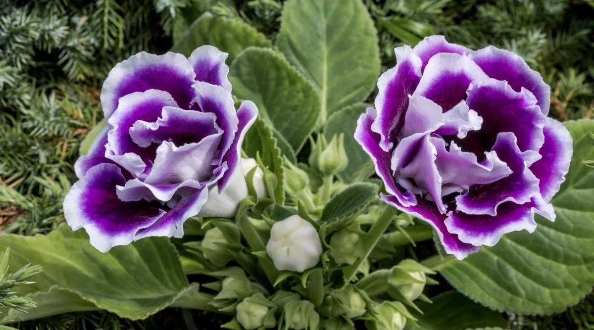 Синнингия красивая