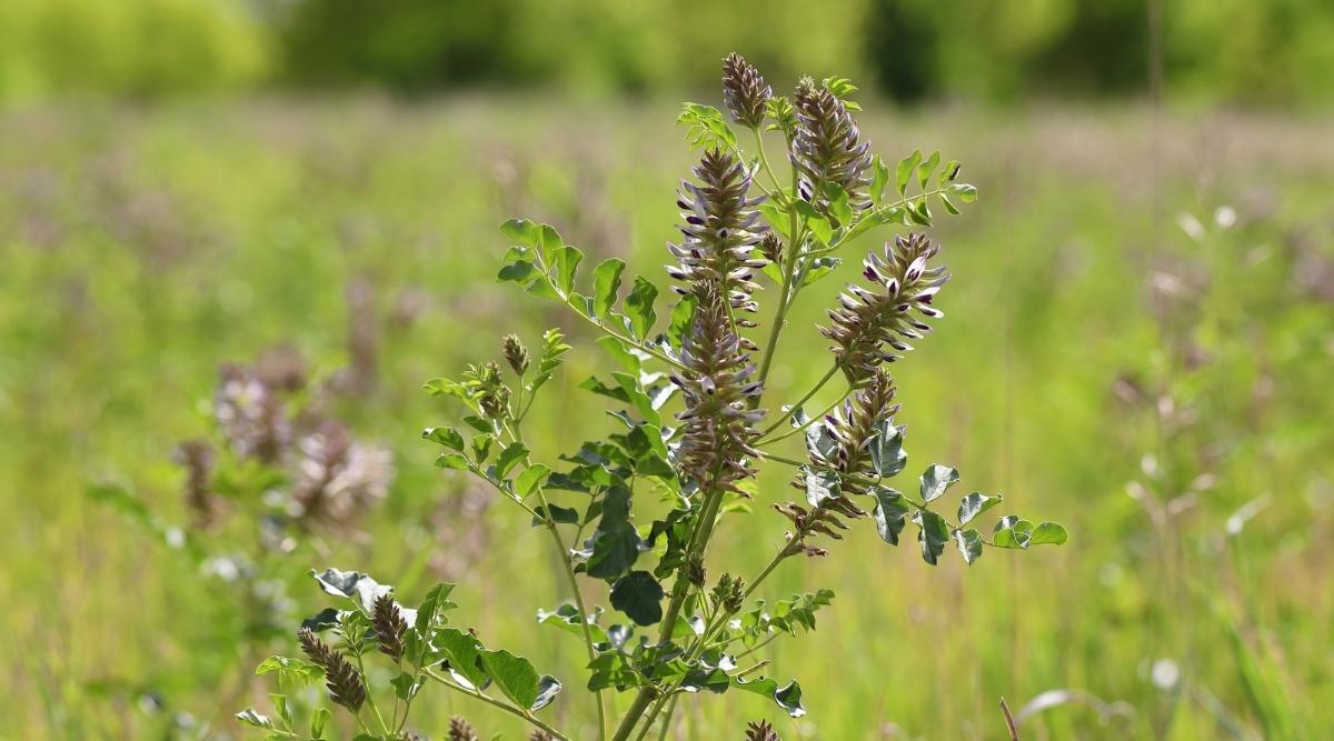 Солодка уральская