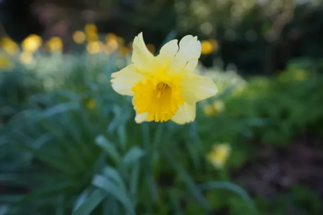 Sony FE 20mm f 1.8 G