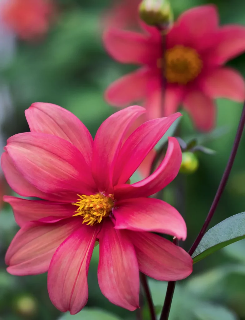 Сорта георгинов