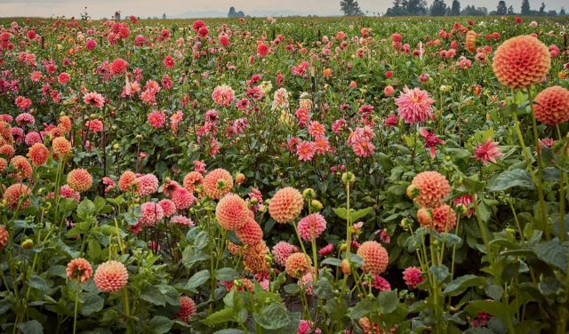 Какие сорта георгинов вам нужны в саду в этом году