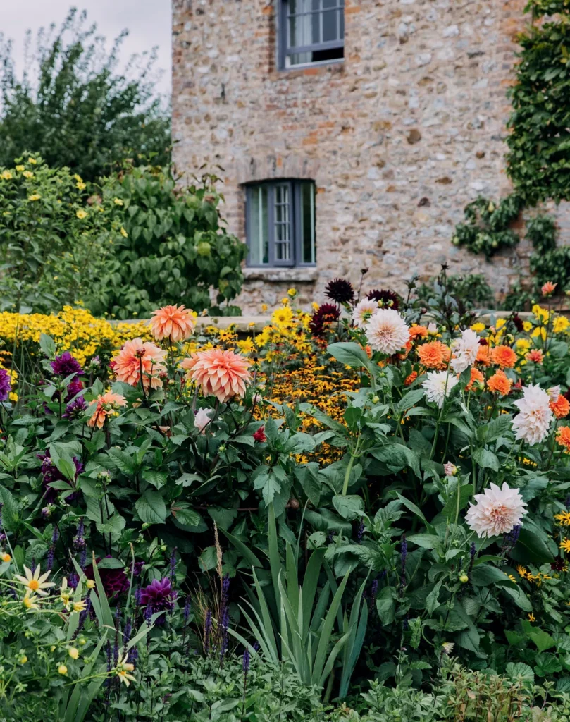 Сорта георгинов